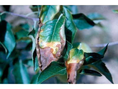 Недостаток калия в растениях в Украине